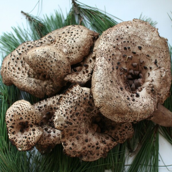 자연농원(송이),능이버섯 1kg